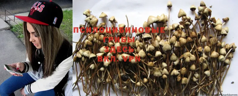 Псилоцибиновые грибы Psilocybine cubensis  где купить   Кущёвская 